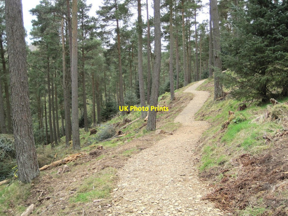 Photo 6"x4" New path in Cademuir Forest (2) Peebles\/NT2540 c2017