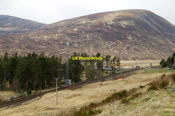 Photo 6"x4" Woodland beside Dalnaspidal Lodge General Wade's Military Road\/NN6473 c2017