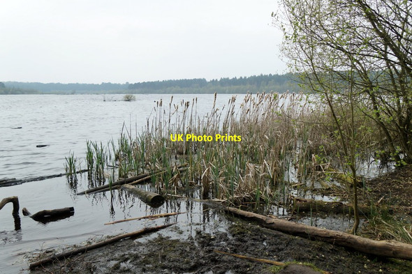 Photo 6"x4" Blakemere Moss, Delamere Forest Hatchmere c2017