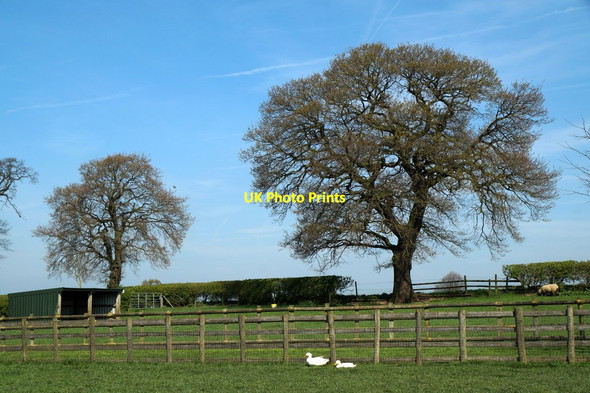 Photo 6"x4" Wheelock Hall Farm Sandbach c2017