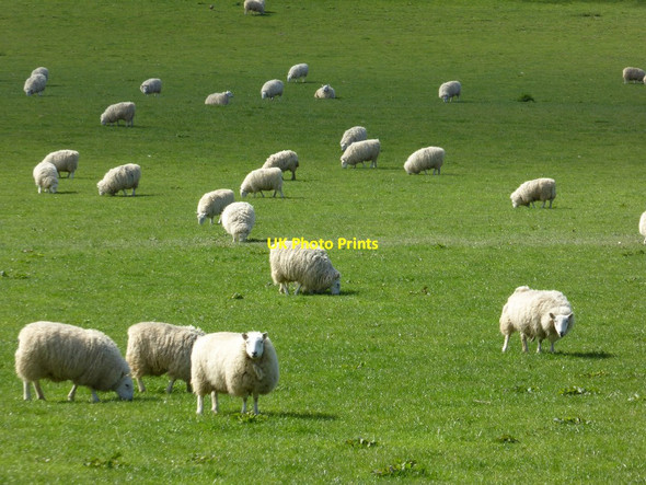Photo 6"x4" Sheep grazing in a field Woolhope\/SO6135 c2017
