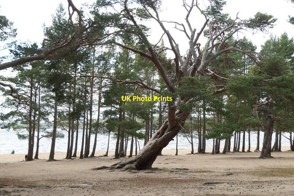 Photo 6"x4" Trees beside Loch Morlich Reindeer Ho c2017