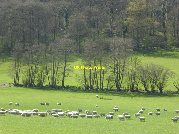 Photo 6"x4" Sheep in a field below Nurdens Wood Woolhope\/SO6135 c2017