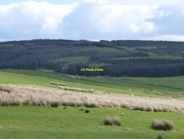 Photo 6"x4" Sheep country Elsdon\/NY9393 c2017