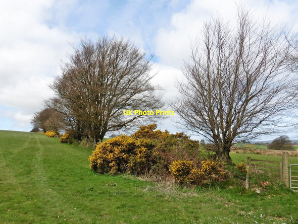 Photo 6"x4" The Coleridge Way on Colly Hill Churchtown\/SS9738 c2017