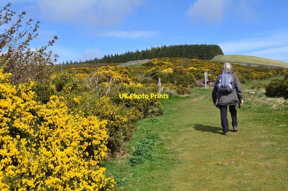Photo 6"x4" Above Innerleithen en route to Lee Pen Innerleithen c2017