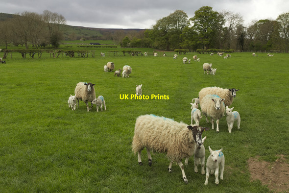 Photo 6"x4" Lambs in a Field near East Witton East Witton c2017