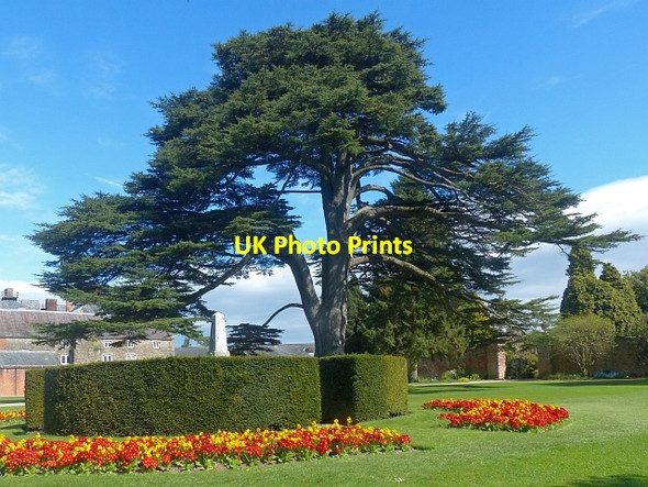 Photo 6"x4" Cedar of Lebanon, Tredegar House gardens, Newport Duffryn\/ST2985 c2017