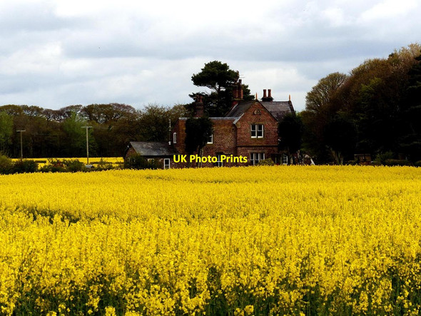 Photo 6"x4" Sunnyfield cottage and field of rapeseed Little Crosby c2017