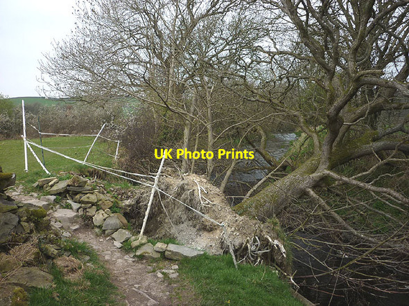 Photo 6"x4" Fallen tree, Peasey Beck Endmoor\/SD5485 c2017