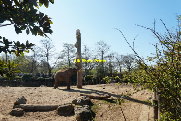 Photo 6"x4" Elephant enclosure at Chester Zoo Moston\/SJ4070 c2017