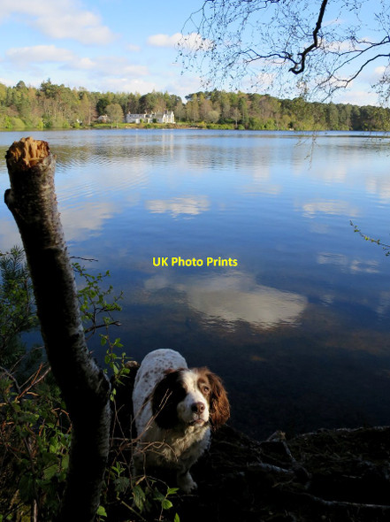 Photo 6"x4" Loch Na Bo House in the Spring sunshine Lhanbryde c2017