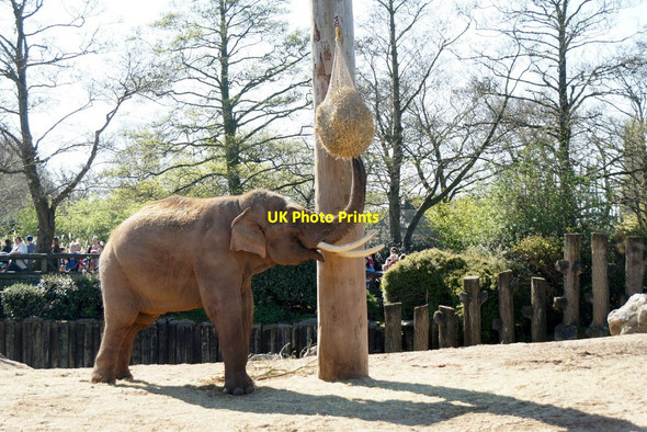 Photo 6"x4" Asian Elephant (Elephas maxima) at Chester Zoo Moston\/SJ4070 c2017