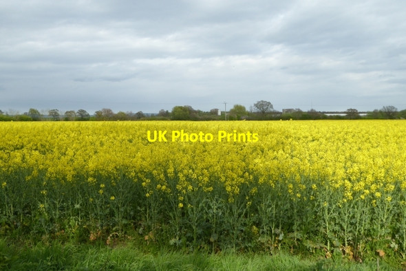 Photo 6"x4" Rape field off Dauby Lane Elvington\/SE7047 c2017