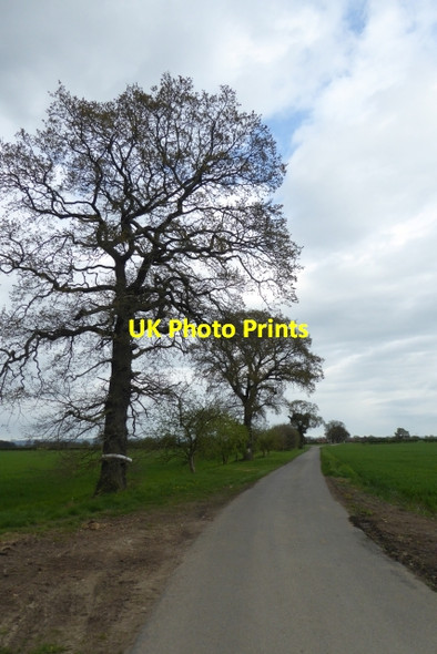 Photo 6"x4" Bridleway to Old Hall Farm Elvington\/SE7047 c2017