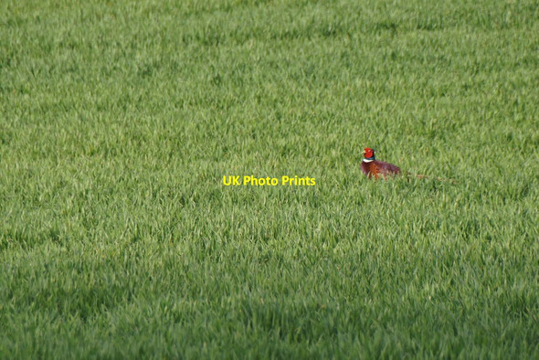 Photo 6"x4" Male Pheasant (Phasianus colchicus) on the Dalmeny Estate Cramond c2017