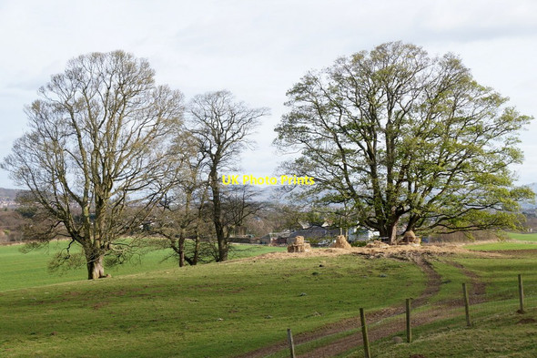 Photo 6"x4" Trees on the Dalmeny Estate Cramond c2017