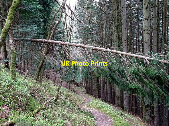 Photo 6"x4" Path through Coed Rheidol Devil's Bridge\/Pontarfynach c2017 P1