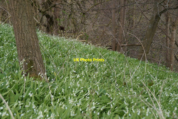 Photo 6"x4" Ramsons (Allium ursinum) in woodland beside the Almond at Cramond Brig, Edinburgh Cramond Bridge c2017