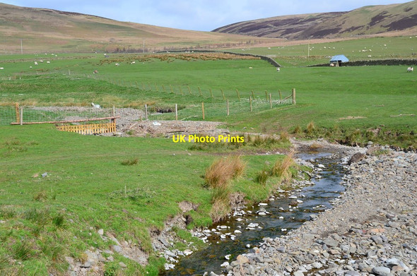 Photo 6"x4" Sheep pasture by Dryhope Burn Dryhope c2017