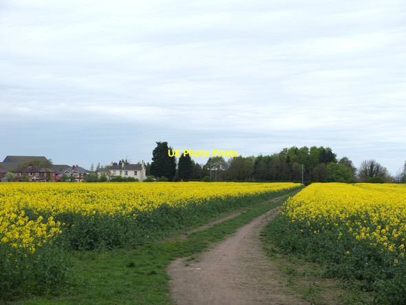 Photo 6"x4" Path from Ruff Wood to Crosshall Brow Ormskirk c2017