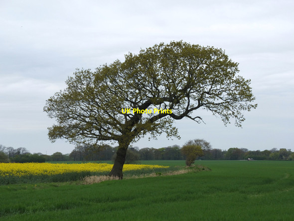 Photo 6"x4" Fields west of Castle Lane, Westhead Ormskirk c2017