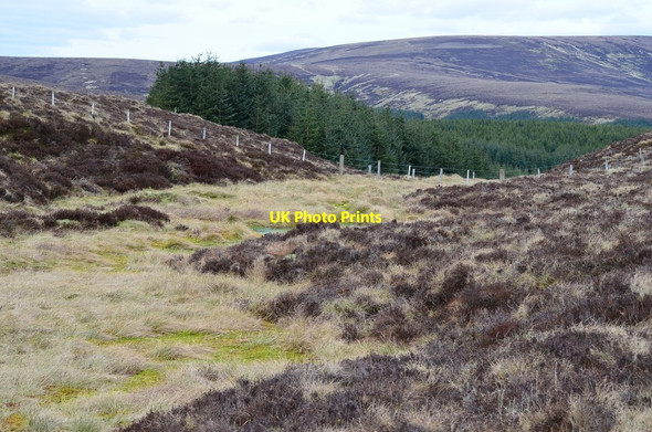 Photo 6"x4" Blackhouse Forest, Jeffrey Cleuch Layer Knowe c2017