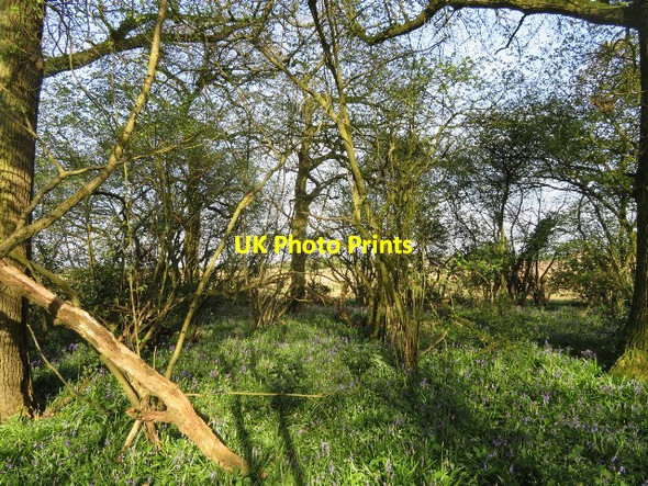 Photo 6"x4" Corner of Well's Copse East Oakley c2017