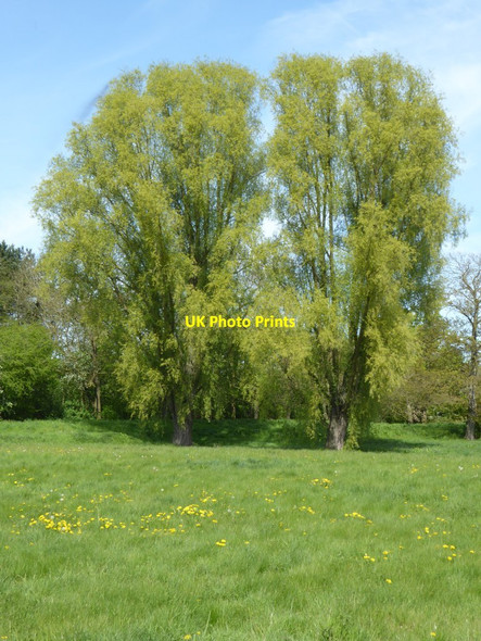 Photo 6"x4" Trees at Rotherwas Hereford c2017