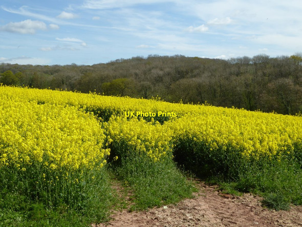 Photo 6"x4" Oilseed rape and Westfields Wood Maund Bryan c2017