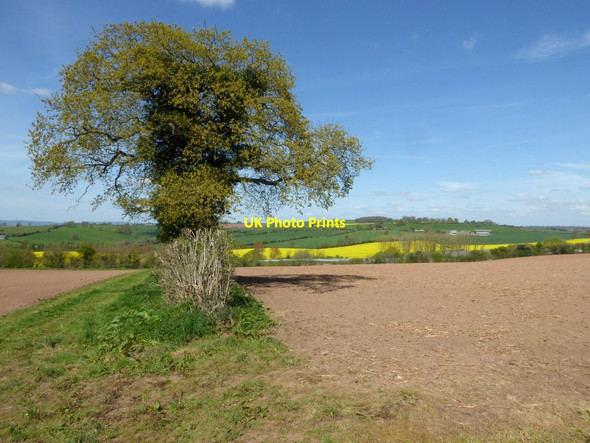 Photo 6"x4" Arable land near Marsh Court Pencombe c2017