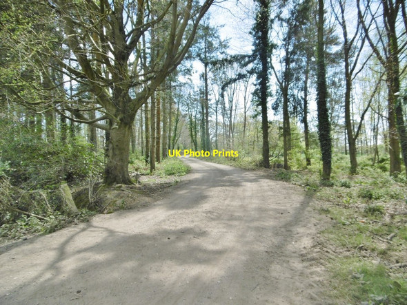 Photo 6"x4" Slepe, farm road Organford c2017