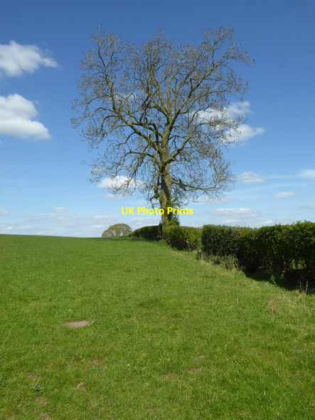 Photo 6"x4" Tree in a hedgerow Pencombe c2017