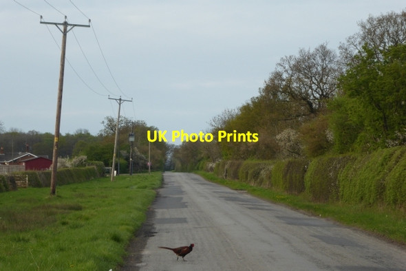 Photo 6"x4" Pheasant crosses Long Lane Kexby\/SE7051 c2017