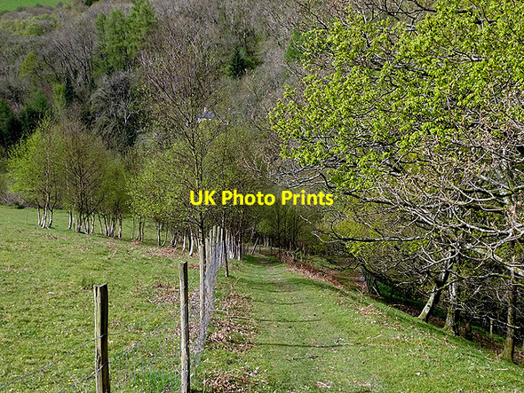 Photo 6"x4" Path down to Cwm Rheidol Ystumtuen c2017