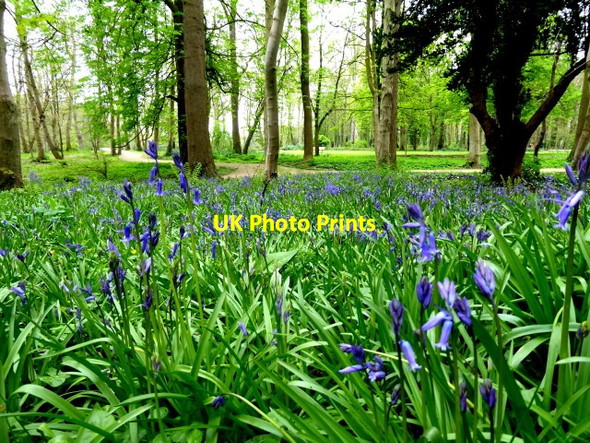 Photo 6"x4" Bluebells, Antrim Castle Gardens Antrim c2017
