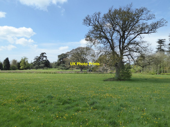 Photo 6"x4" Trees at Tortworth Charfield Hill c2017