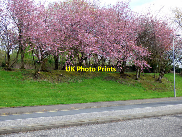 Photo 6"x4" Glasgow Road cherry blossoms Port Glasgow c2017
