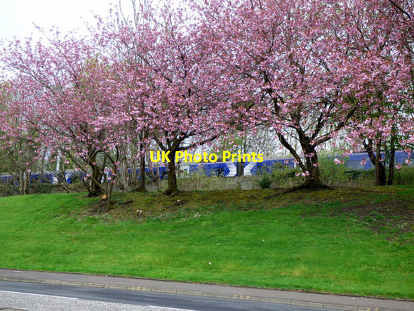 Photo 6"x4" Glasgow Road cherry blossoms Port Glasgow c2017 P1
