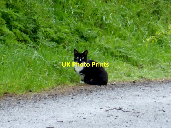 Photo 6"x4" Cat along Tattynagole Road Mountjoy\/H4277 c2017