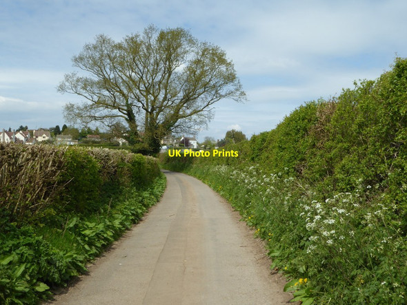 Photo 6"x4" Farleigh Lane, Cromhall Talbot's End c2017
