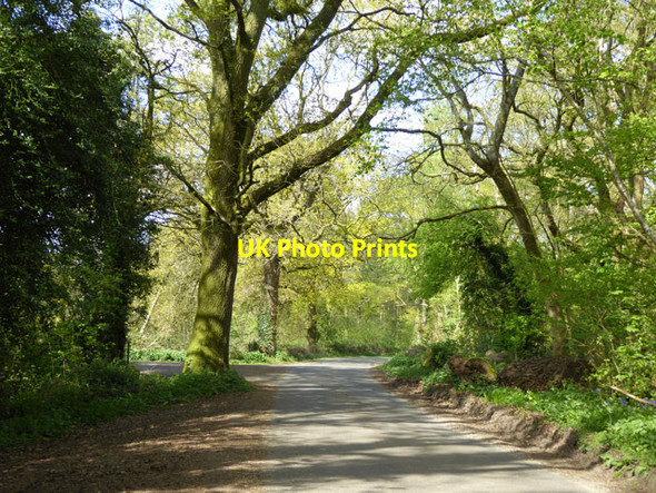 Photo 6"x4" Lane through woodland Lower Common\/SU6344 c2017