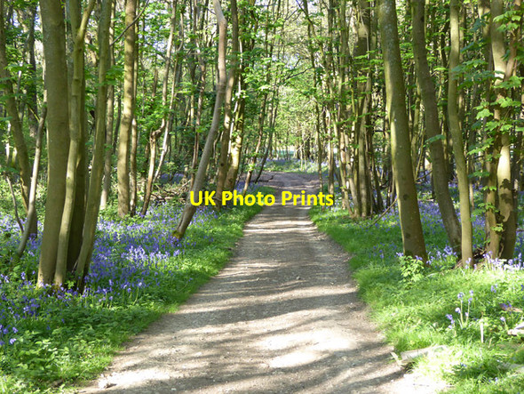 Photo 6"x4" Winslade Lane through woodland Ellisfield c2017