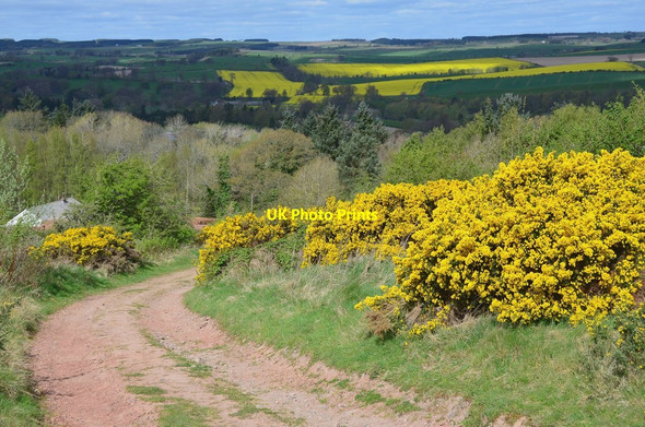 Photo 6"x4" Gorse by the track above Denholm Denholm\/NT5618 c2017