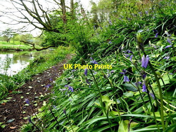 Photo 6"x4" Bluebells along the Camowen River, Campsie Omagh c2017