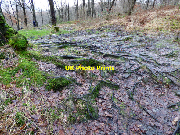 Photo 6"x4" Tree roots at Falls of Falloch Inverarnan c2015
