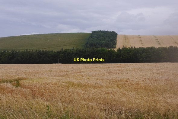 Photo 6"x4" Barley field, Little Spott Spott\/NT6775 c2016