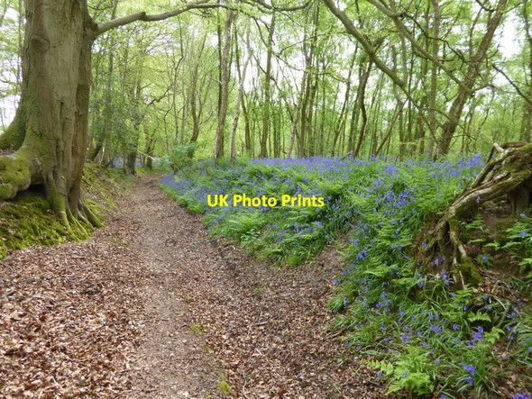 Photo 6"x4" Path with bluebells in little Sheepwash Wood West Hoathly c2017