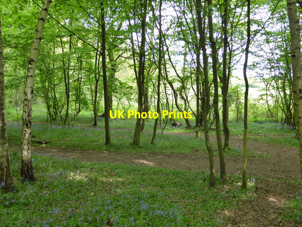 Photo 6"x4" In Martinhole Wood, One Tree Hill Dry Street c2017