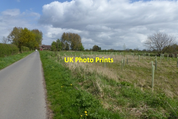 Photo 6"x4" Plantation beside Redcap Lane East Cottingwith c2017